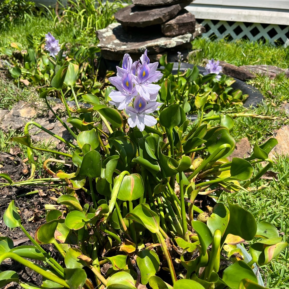 Meet your Posher, Ron